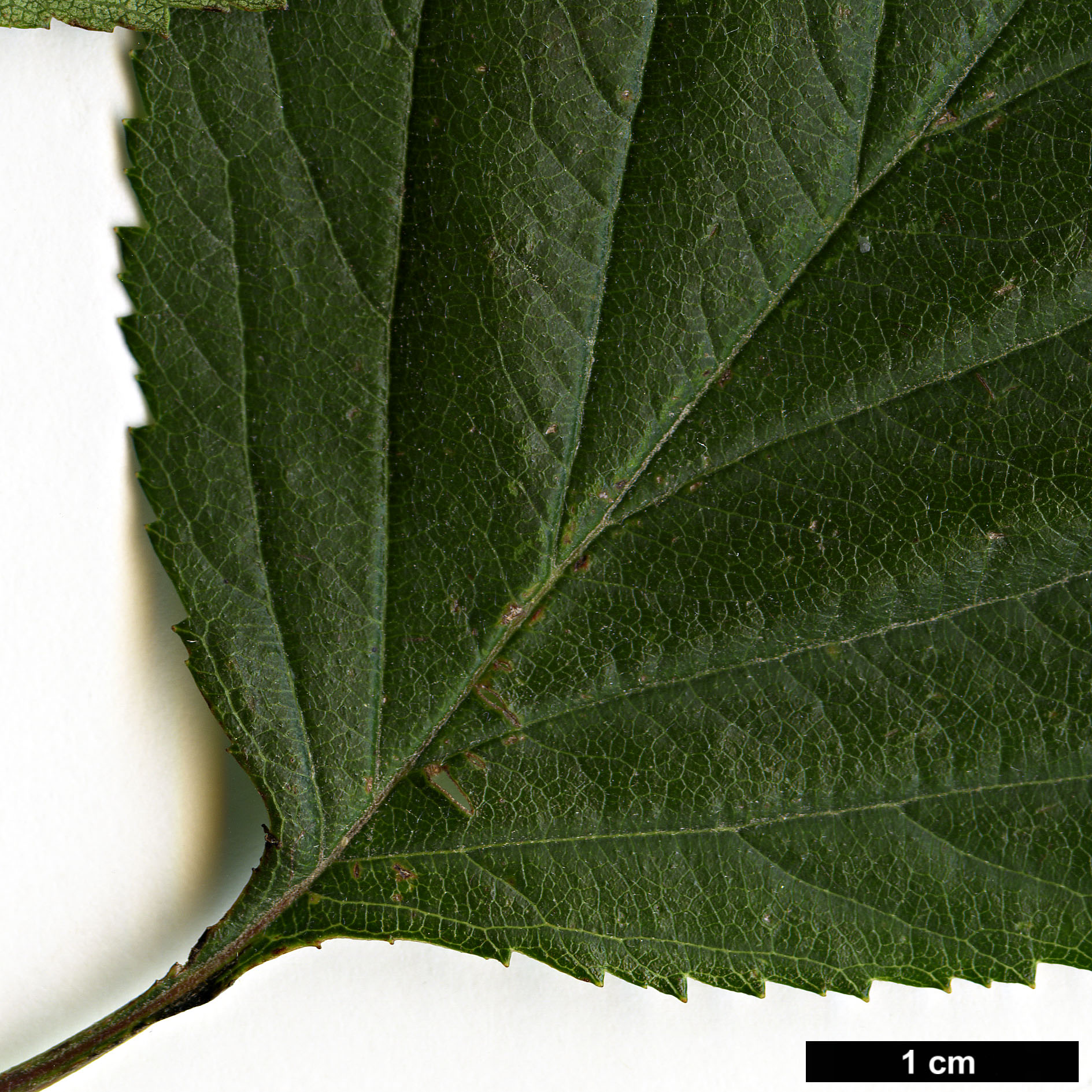 High resolution image: Family: Rosaceae - Genus: Crataegus - Taxon: collina × C.mollis